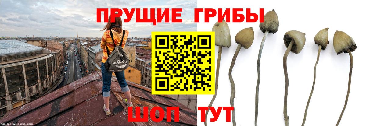 Псилоцибиновые грибы ЛСД Лесозаводск